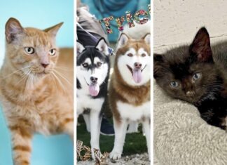a collage of cats and dogs with their mouths open